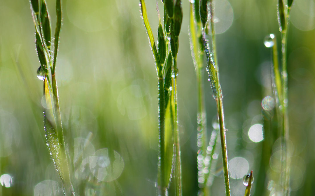 VERT PLUIE