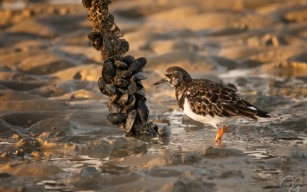 CONTENTEMENT EN COTENTIN…