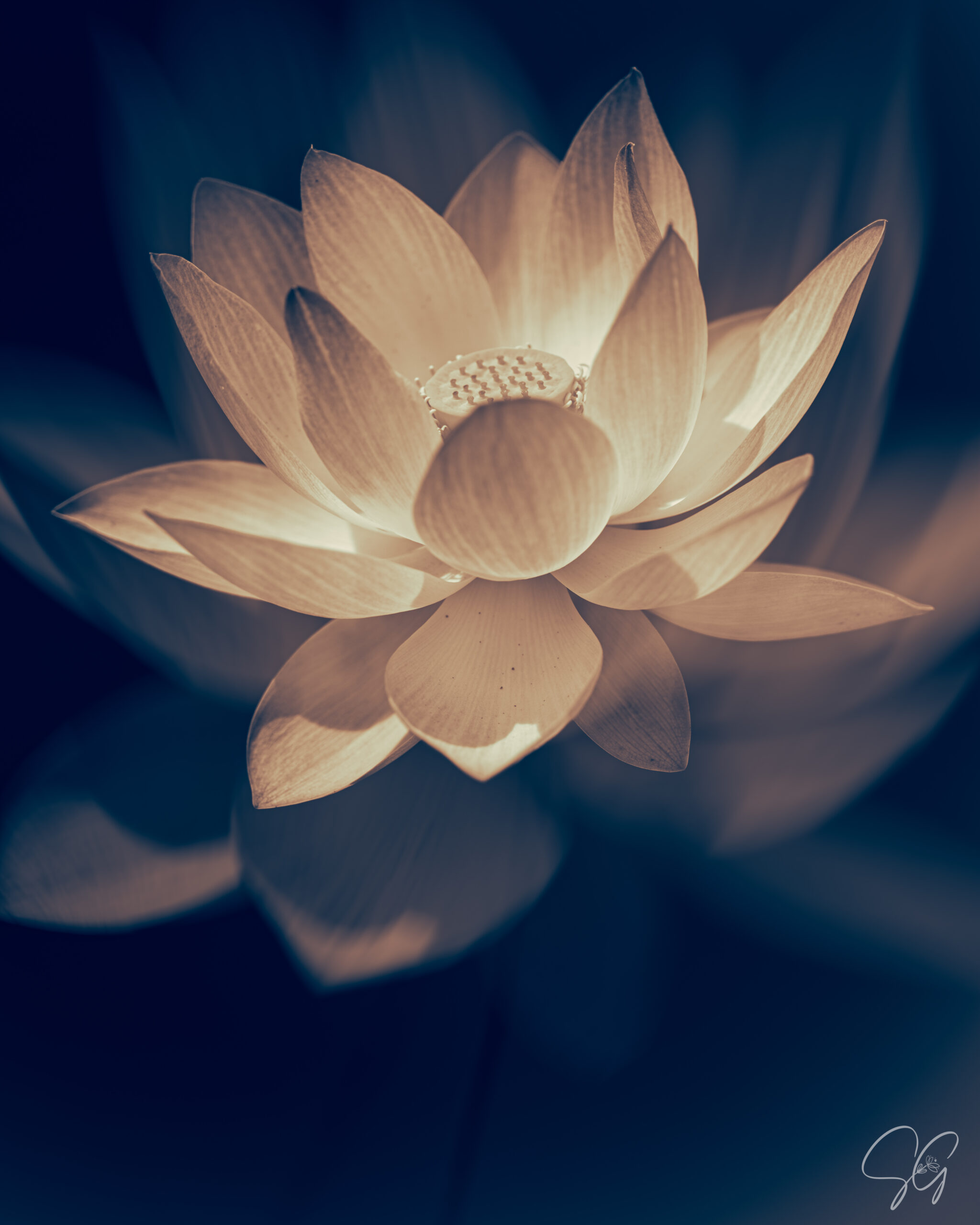 Inspiration Lotus... #2