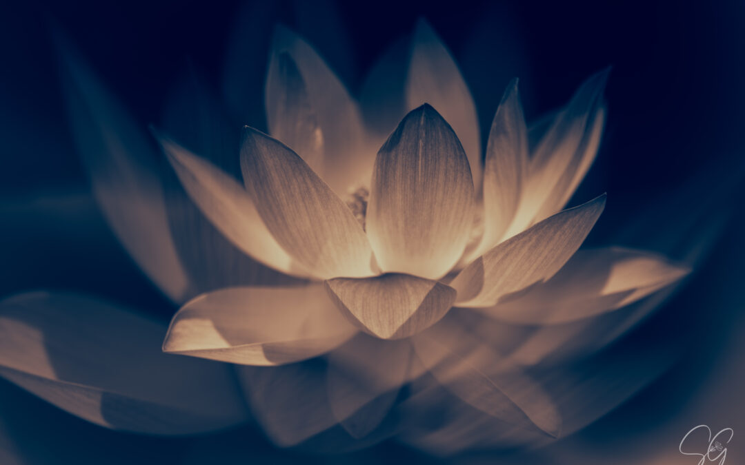 Inspiration Lotus…